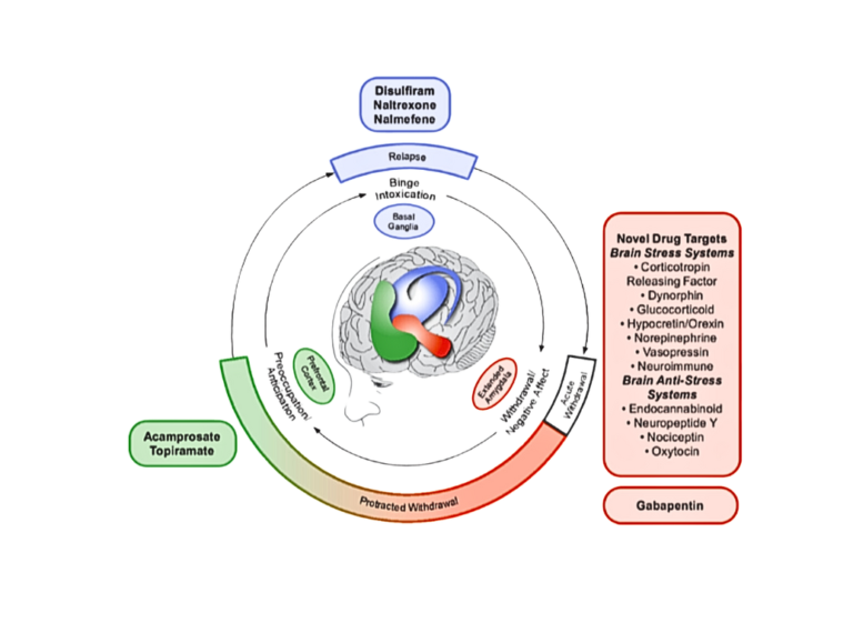 alcohol use disorder addiction cycle, including the binge, withdrawal, and anticipation phases