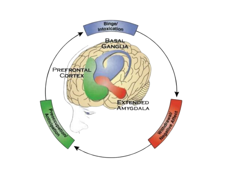 graphic depicting the opioid addiction cycle within the human brain, showing 3 stages: 1) Binge, 2) Withdrawal, 3) Craving