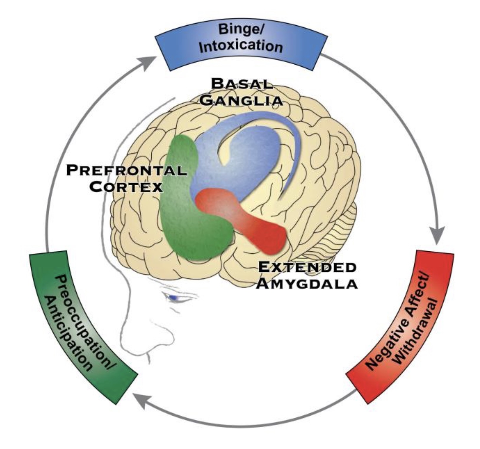 Three-stage addiction cycle showing binge and intoxication, withdrawal and negative affect, and preoccupation and anticipation